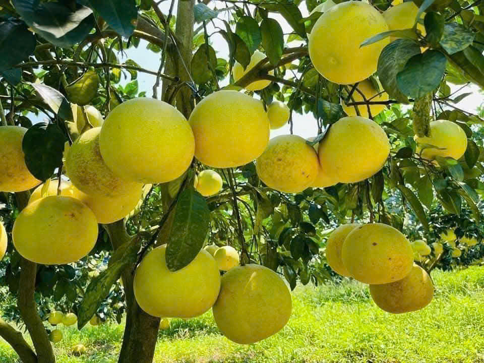 Chứng chỉ
