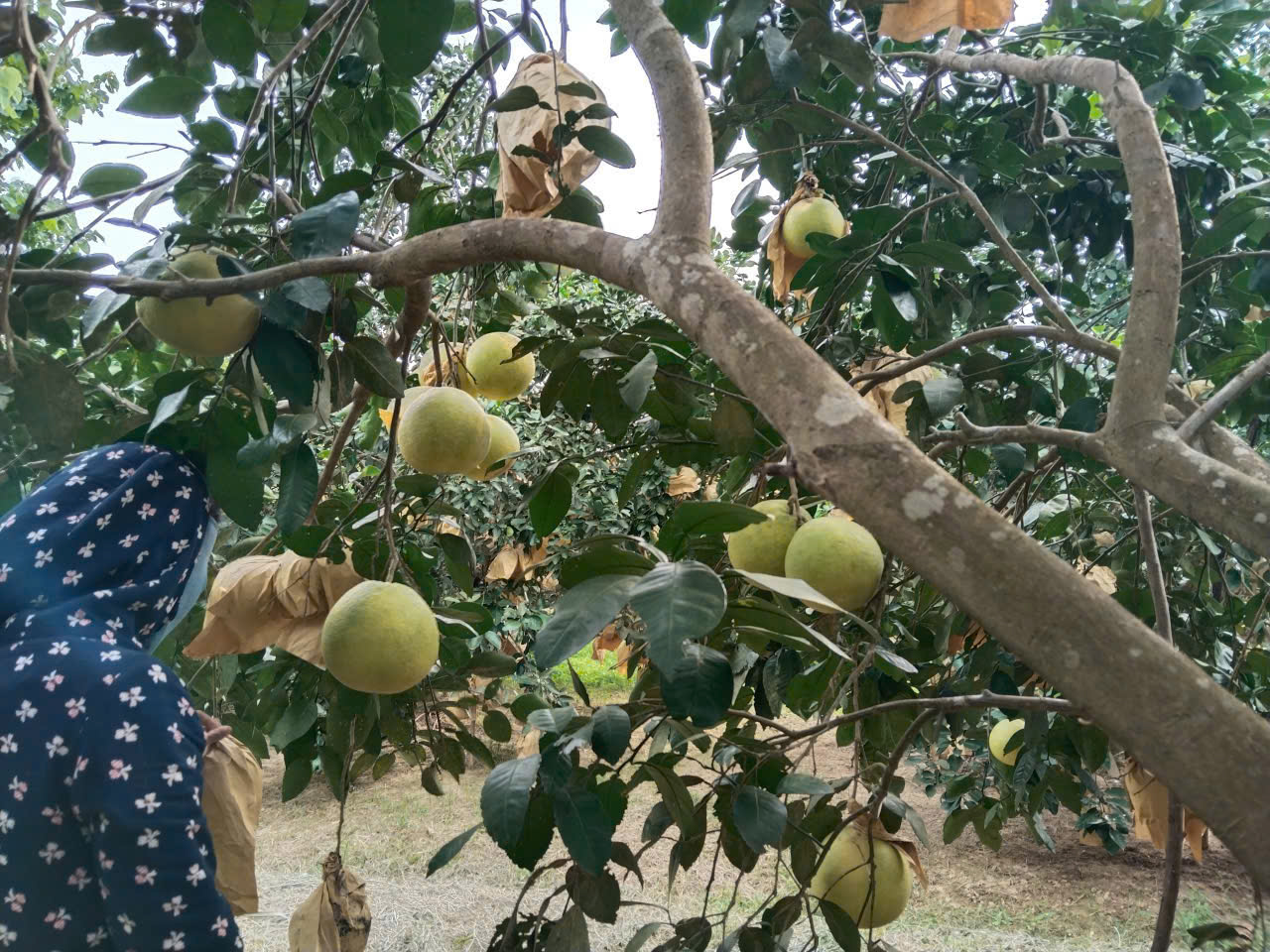 Chứng chỉ
