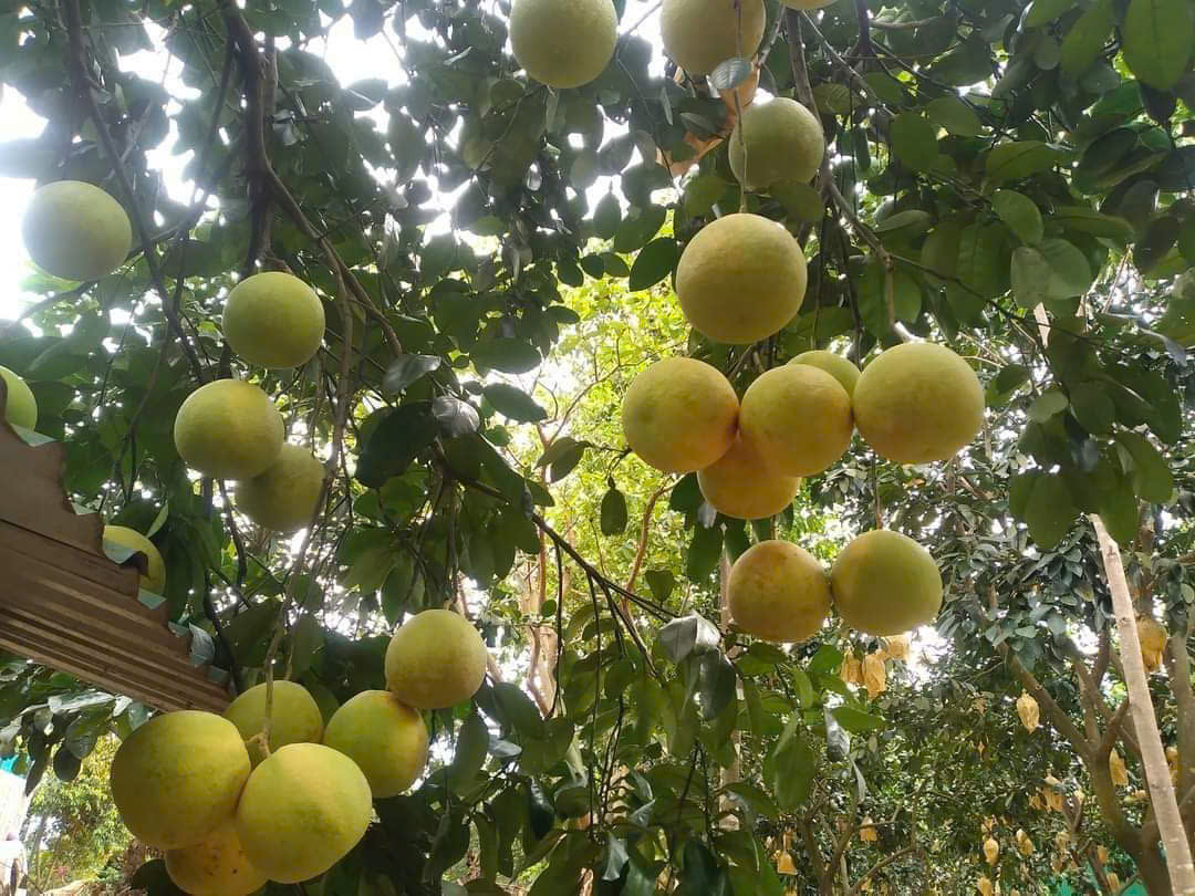 Chứng chỉ