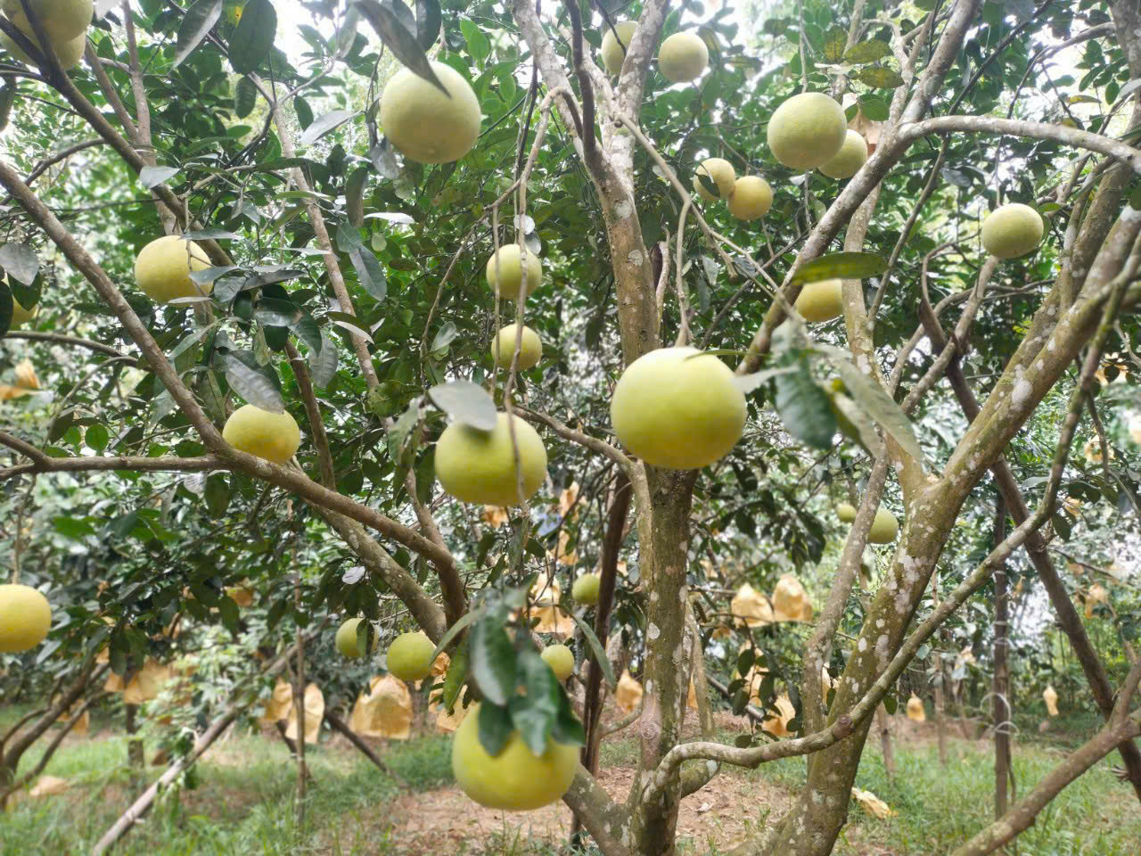 Chứng chỉ
