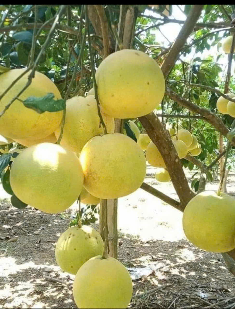 Chứng chỉ